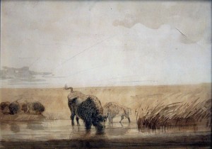 Buffalo watering